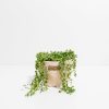 String of Pearls Plant - Image 6