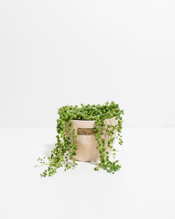 String of Pearls Plant - Image 6