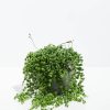 String of Pearls Plant - Image 4