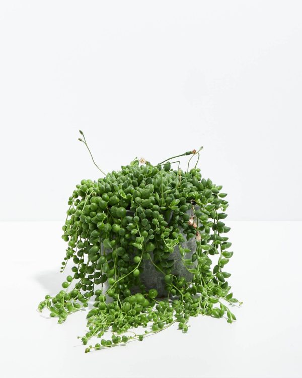 String of Pearls Plant - Image 4