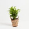 Neanthe Bella Palm - Image 18