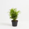 Neanthe Bella Palm - Image 6