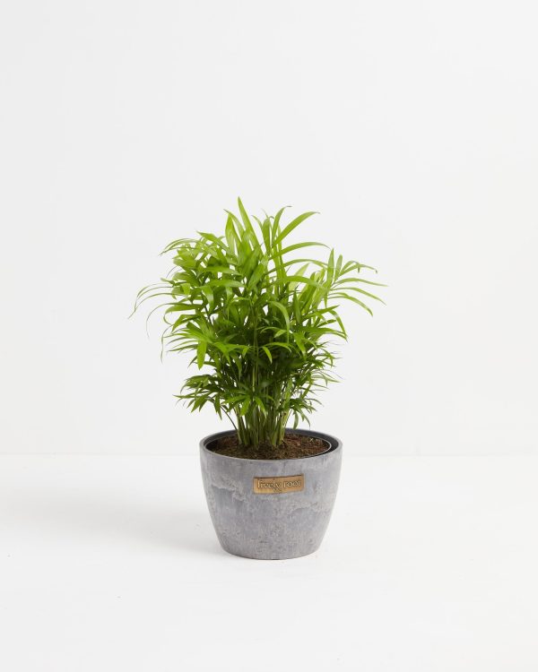Neanthe Bella Palm - Image 14