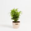Neanthe Bella Palm - Image 16