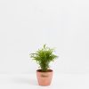 Neanthe Bella Palm - Image 11
