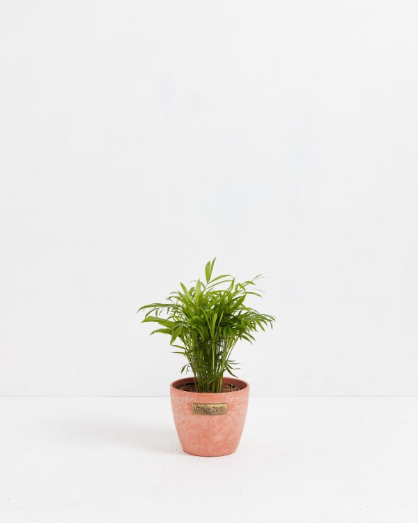 Neanthe Bella Palm - Image 11