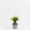 Neanthe Bella Palm - Image 10