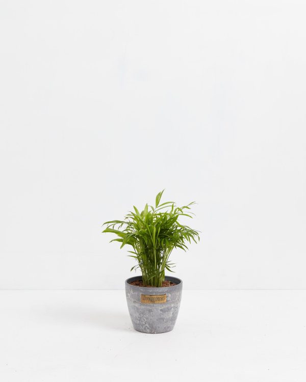 Neanthe Bella Palm - Image 10