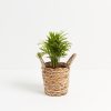 Neanthe Bella Palm - Image 17