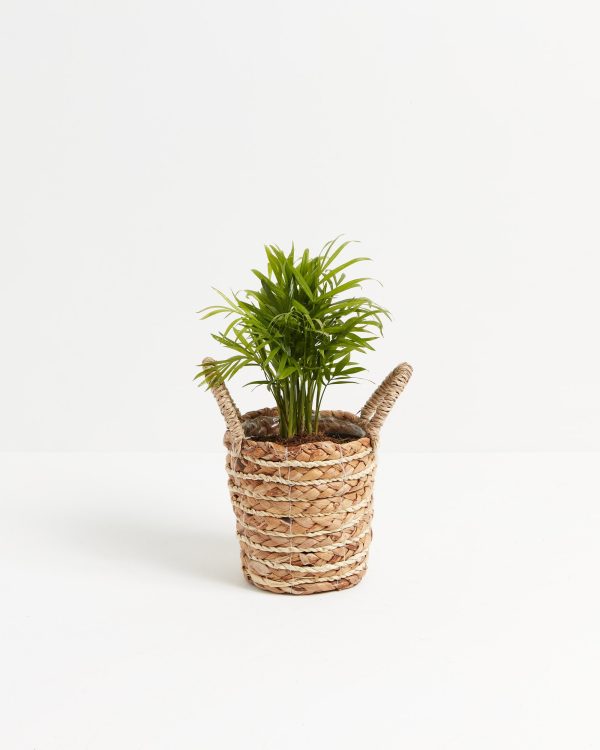 Neanthe Bella Palm - Image 17