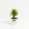 Neanthe Bella Palm - Image 9