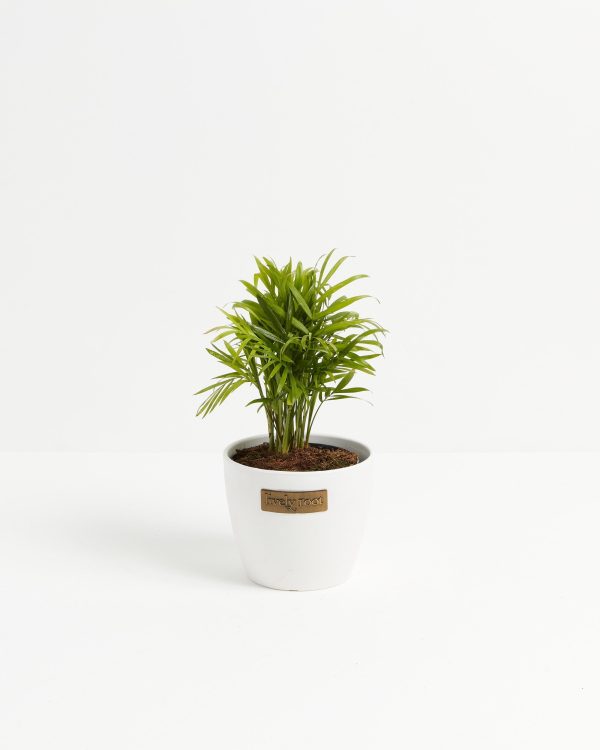Neanthe Bella Palm - Image 9
