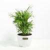 Neanthe Bella Palm - Image 13