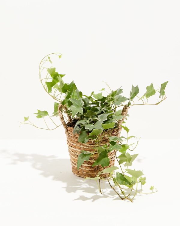 English Ivy Glacier - Image 25
