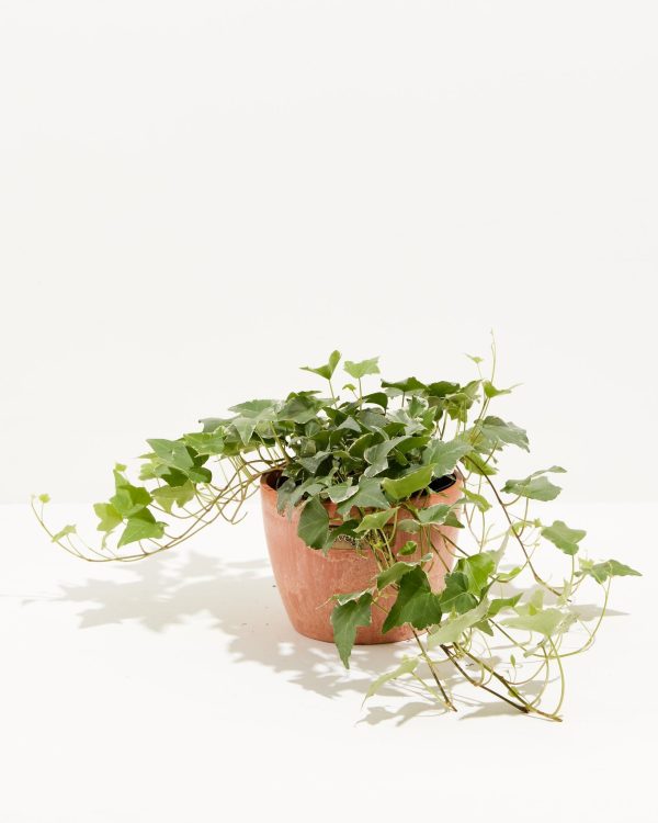 English Ivy Glacier - Image 20