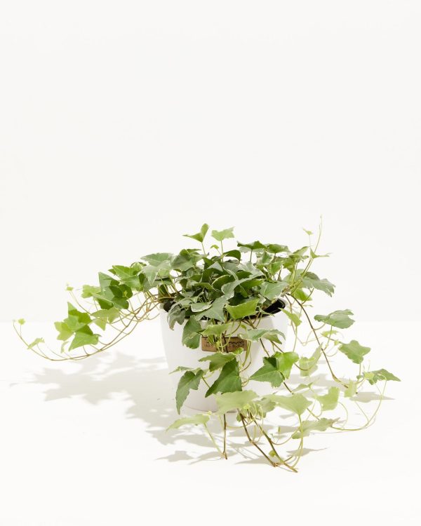 English Ivy Glacier - Image 18