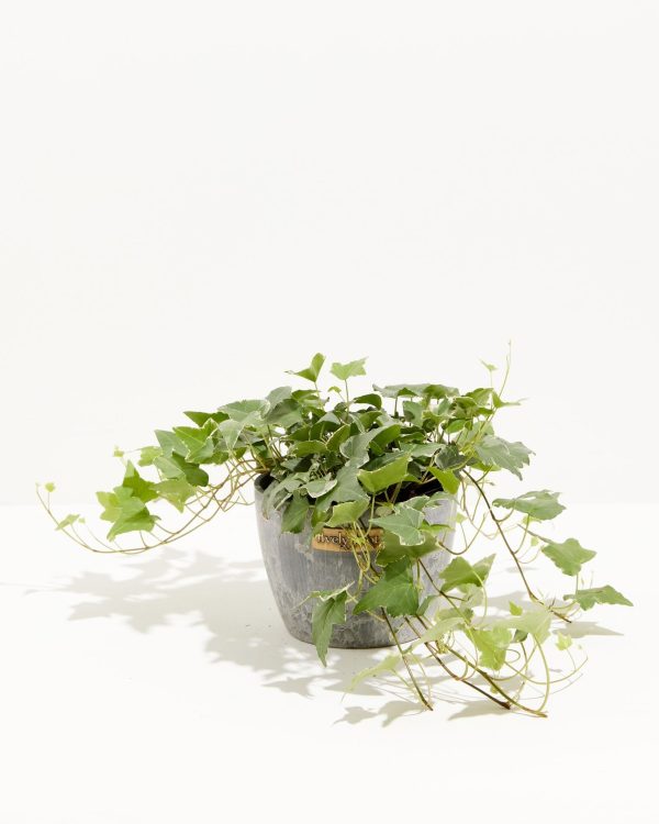 English Ivy Glacier - Image 19