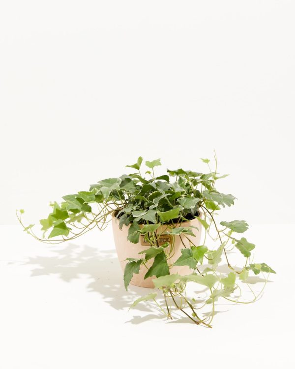 English Ivy Glacier - Image 21