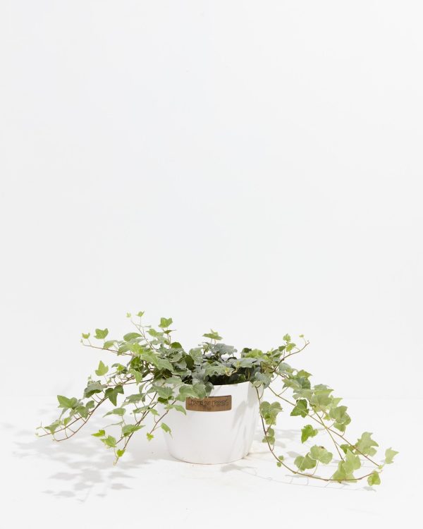 English Ivy Glacier - Image 22