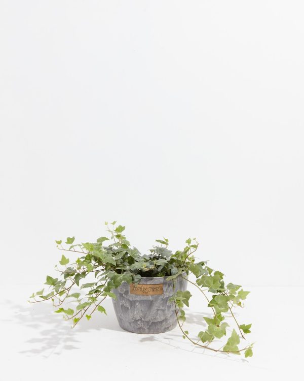 English Ivy Glacier - Image 23