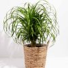 Ponytail Palm Tree - Image 31