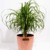 Ponytail Palm Tree - Image 27