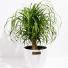 Ponytail Palm Tree - Image 25