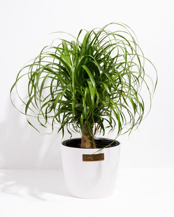 Ponytail Palm Tree - Image 25