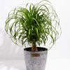 Ponytail Palm Tree - Image 26