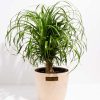 Ponytail Palm Tree - Image 28