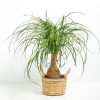 Ponytail Palm Tree - Image 30