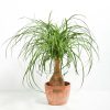 Ponytail Palm Tree - Image 23