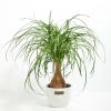 Ponytail Palm Tree - Image 21