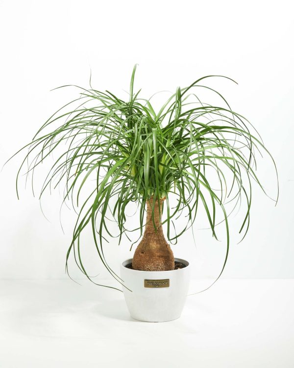 Ponytail Palm Tree - Image 21