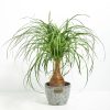 Ponytail Palm Tree - Image 22