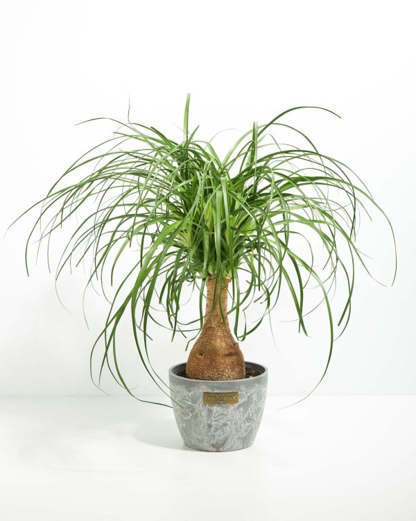 Ponytail Palm Tree - Image 22