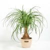 Ponytail Palm Tree - Image 24