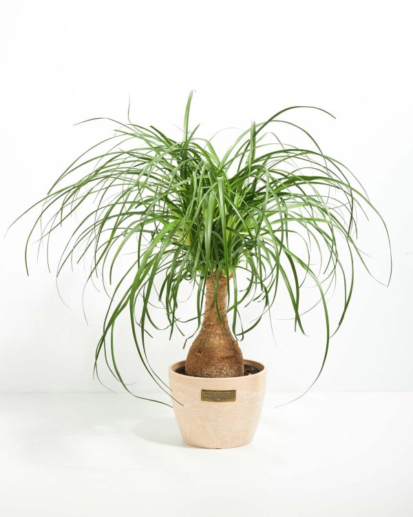 Ponytail Palm Tree - Image 24