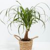 Ponytail Palm Tree - Image 29