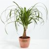 Ponytail Palm Tree - Image 19