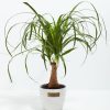 Ponytail Palm Tree - Image 17