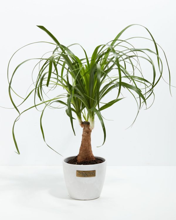 Ponytail Palm Tree - Image 17