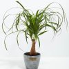 Ponytail Palm Tree - Image 18