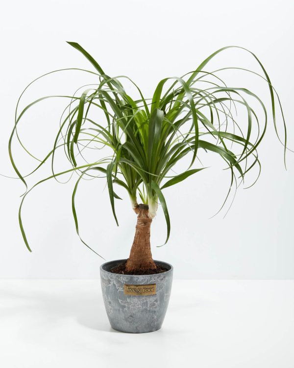 Ponytail Palm Tree - Image 18