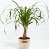 Ponytail Palm Tree - Image 20