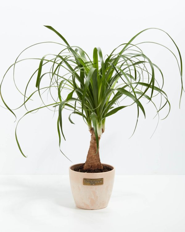 Ponytail Palm Tree - Image 20