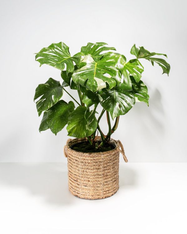 Monstera Thai Constellation - Image 15