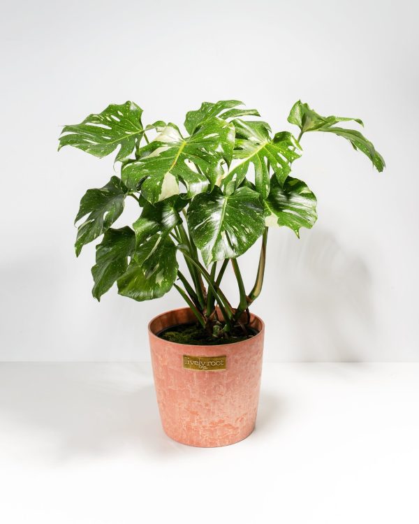 Monstera Thai Constellation - Image 12