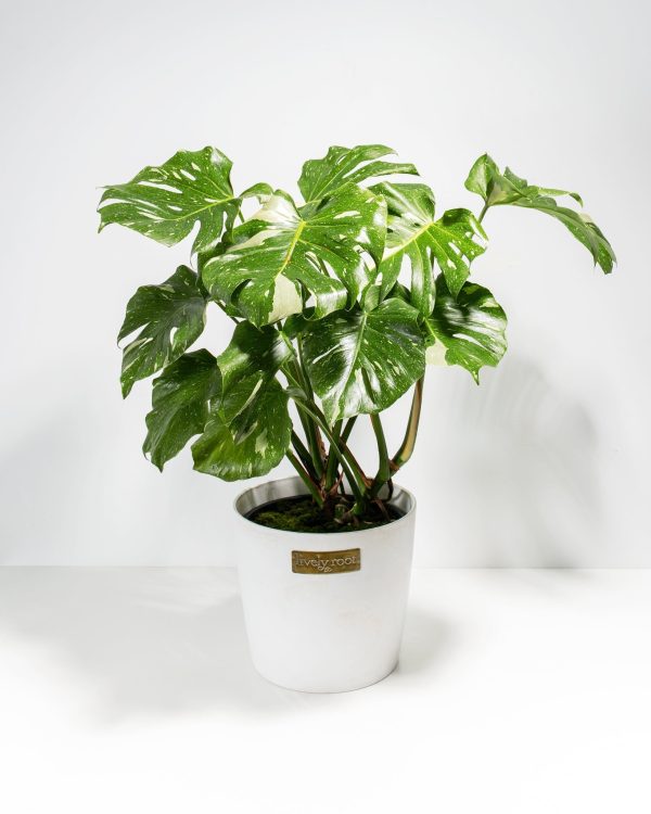 Monstera Thai Constellation - Image 10