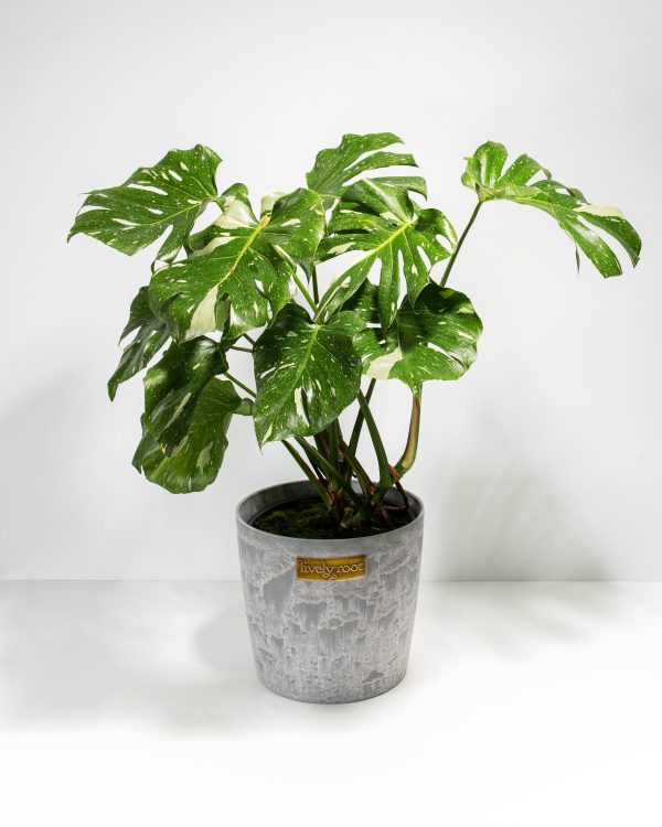 Monstera Thai Constellation - Image 11